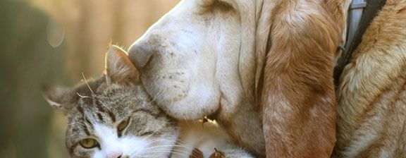 Las mascotas ideales para Géminis